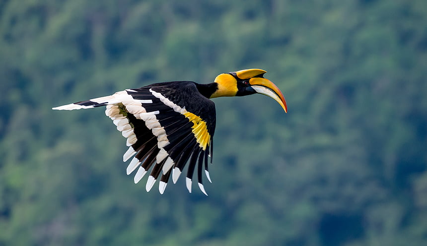 Un uccello dal grosso becco ricurvo verso il basso giallo in volo.