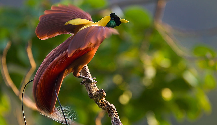 Un uccello tipico di Raja Ampat