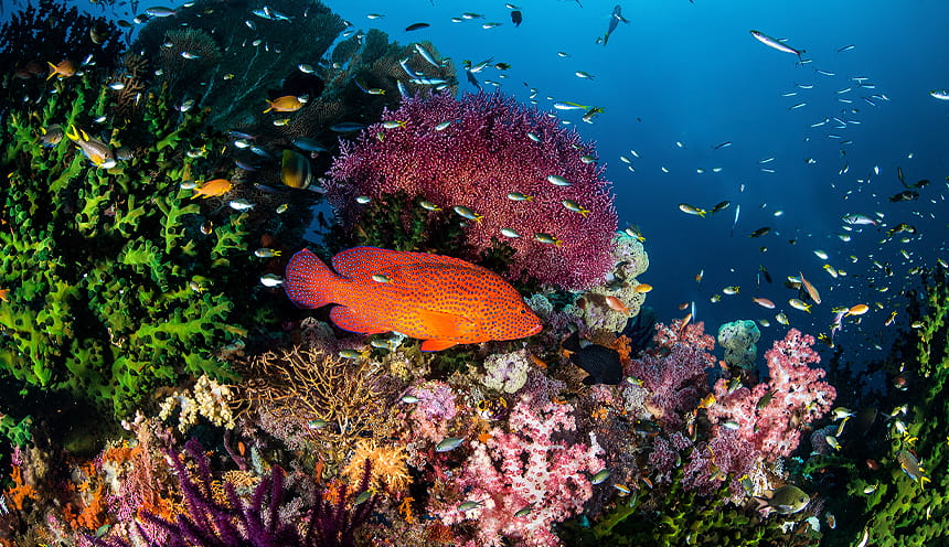 Fondali dei Raja Ampat