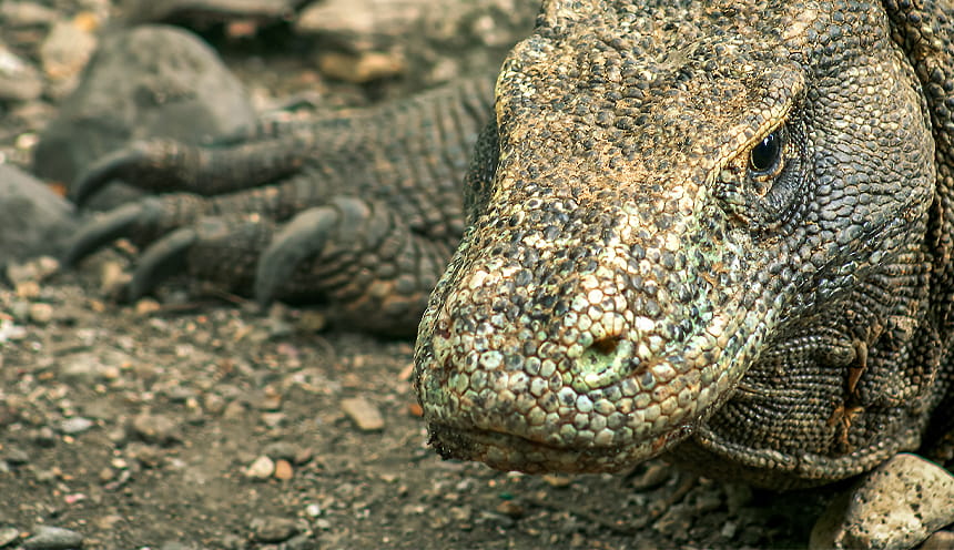 Testa di Drago di Komodo