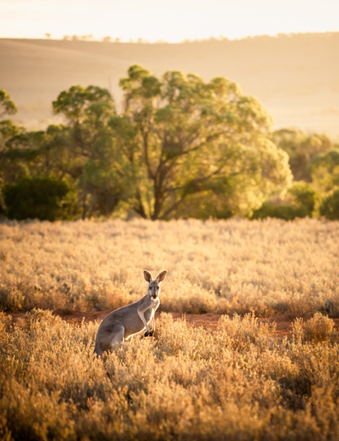 Australia