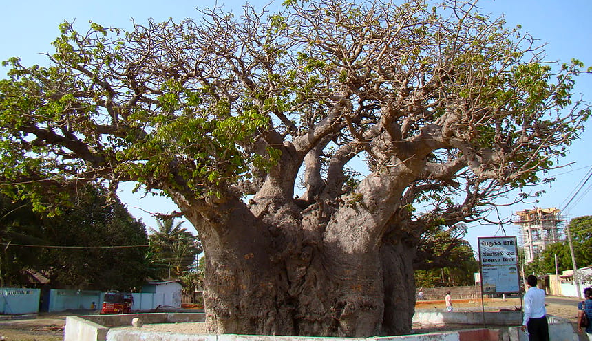Albero di Baobab
