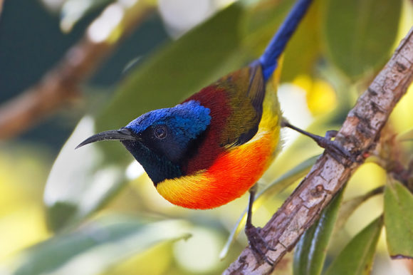 Sul tetto della Thailandia: il Parco Nazionale di Doi Inthanon