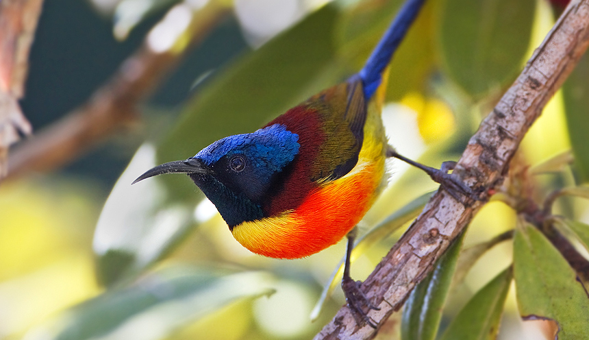 Sul tetto della Thailandia: il Parco Nazionale di Doi Inthanon