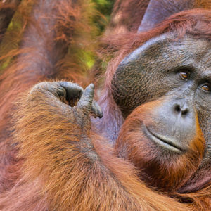 Tra oranghi e scimmie nasiche nel Parco Nazionale di Tanjung Puting