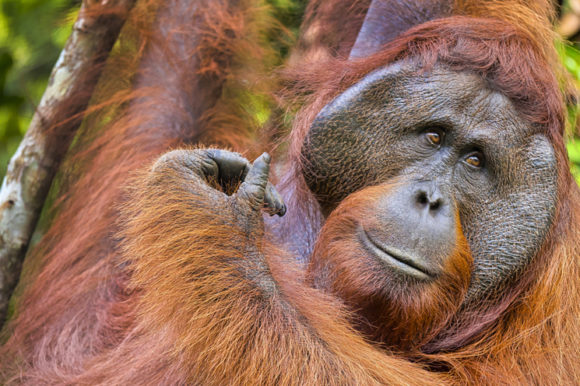 Tra oranghi e scimmie nasiche nel Parco Nazionale di Tanjung Puting