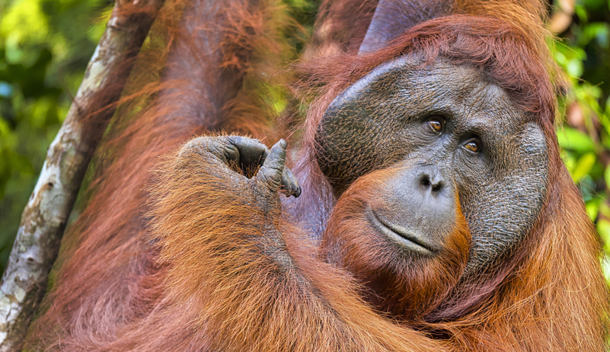 Tra oranghi e scimmie nasiche nel Parco Nazionale di Tanjung Puting