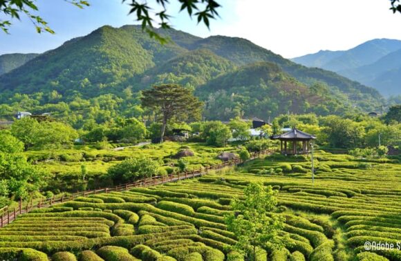 Viaggio in Corea del Sud: Grand Tour da Seoul a Busan